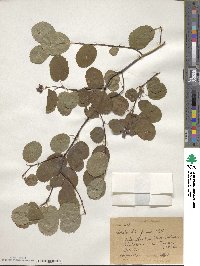 Amelanchier pumila image