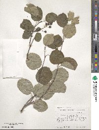 Amelanchier sanguinea image