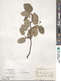 Amelanchier sanguinea image