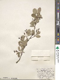 Amelanchier sanguinea image