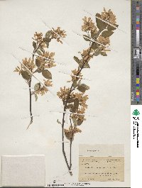 Amelanchier sanguinea image