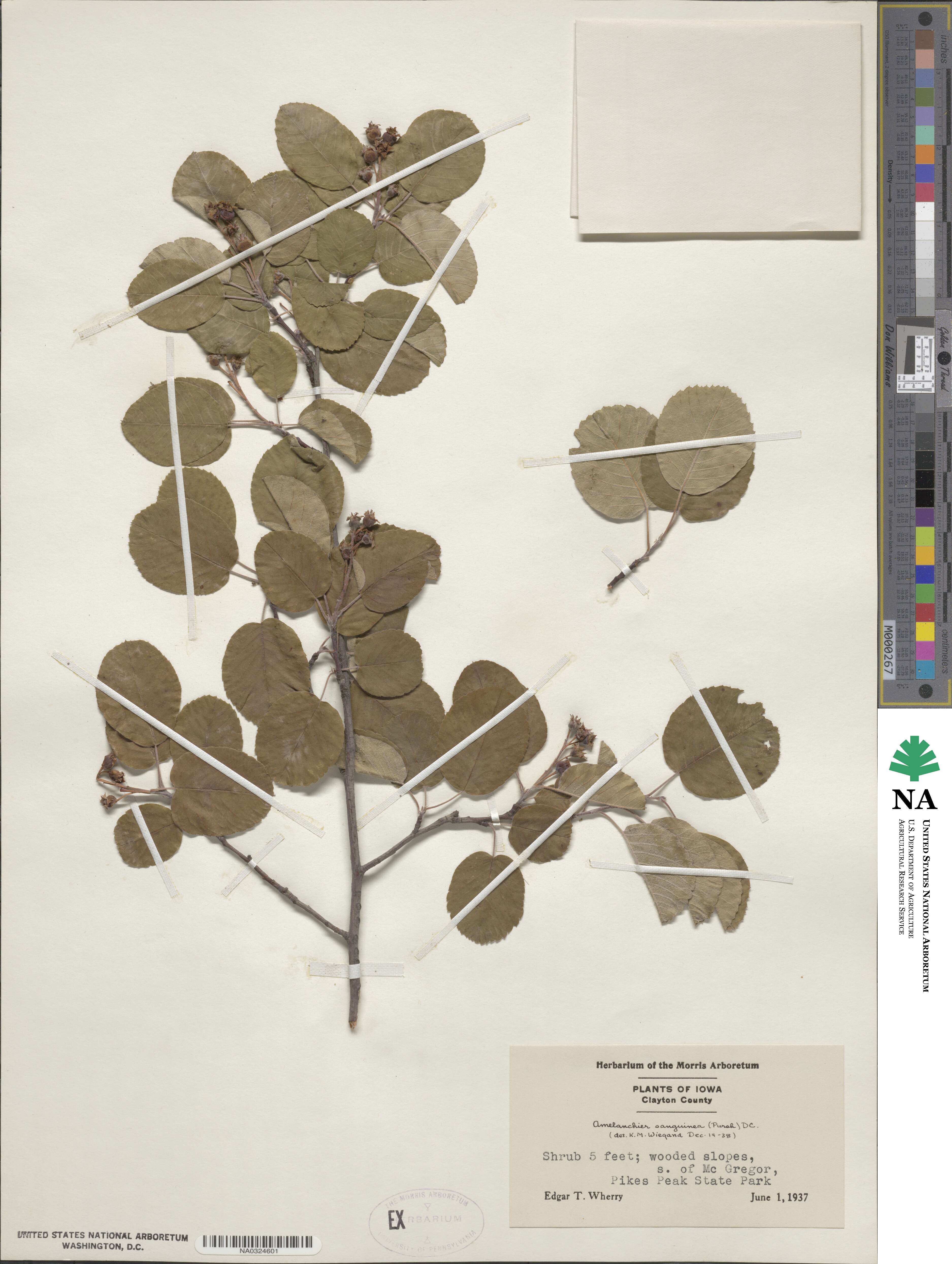 Amelanchier image