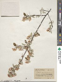 Amelanchier sanguinea image