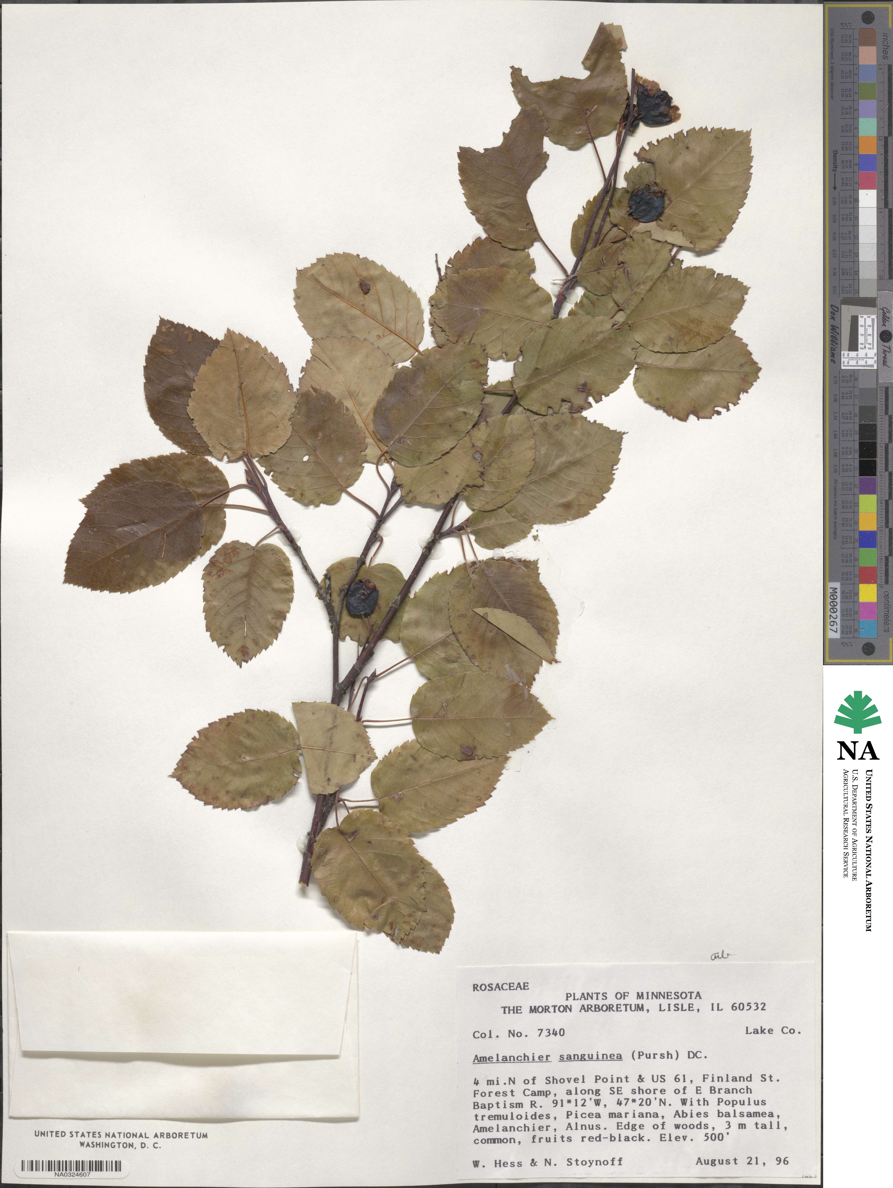 Amelanchier sanguinea image