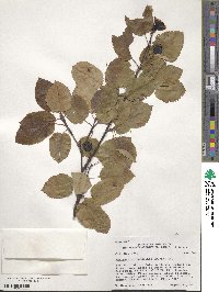 Amelanchier sanguinea image