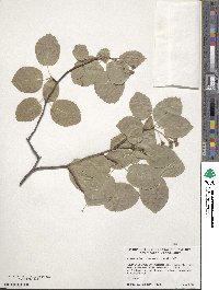 Amelanchier sanguinea image