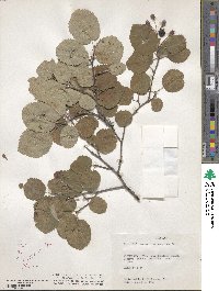 Amelanchier sanguinea image