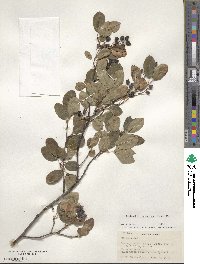 Amelanchier sanguinea image