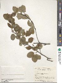 Amelanchier sanguinea image