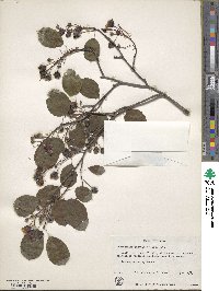 Amelanchier sanguinea image