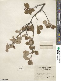 Amelanchier sanguinea image