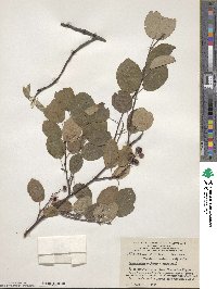 Amelanchier sanguinea image