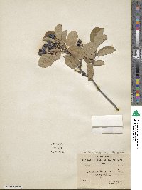 Amelanchier sanguinea var. gaspensis image