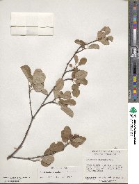 Amelanchier humilis image