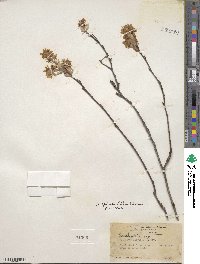 Amelanchier humilis image