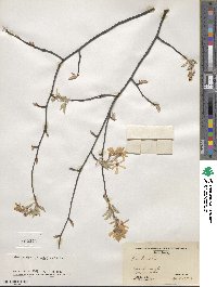 Amelanchier humilis image