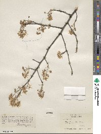 Amelanchier humilis image