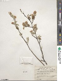 Amelanchier humilis image