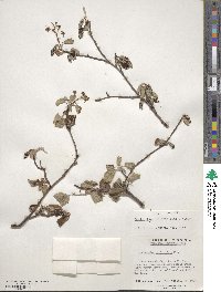 Amelanchier humilis image