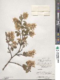 Amelanchier humilis image