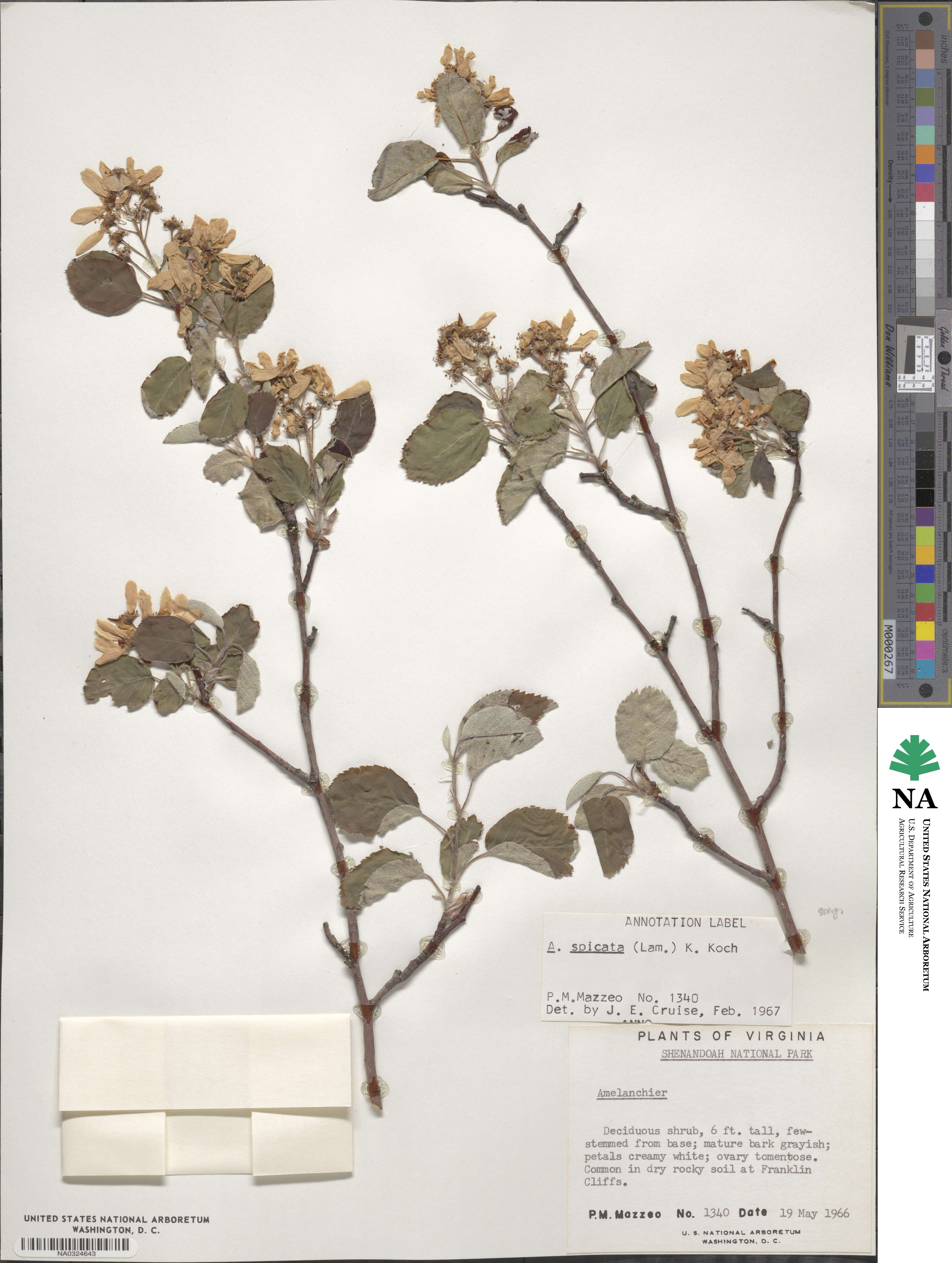 Amelanchier humilis image