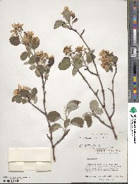 Amelanchier humilis image