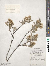 Amelanchier humilis image