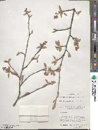 Amelanchier humilis image