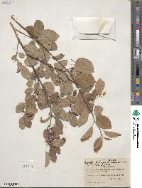 Amelanchier humilis image