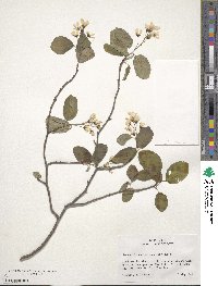 Amelanchier humilis image