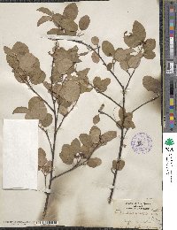 Amelanchier humilis image