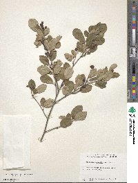 Amelanchier humilis image