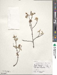 Amelanchier humilis image