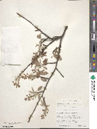 Amelanchier humilis image