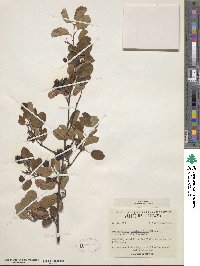 Amelanchier stolonifera image