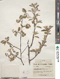 Amelanchier stolonifera image