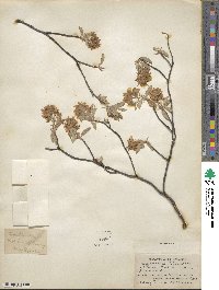 Amelanchier stolonifera image