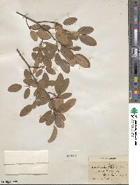 Amelanchier stolonifera image