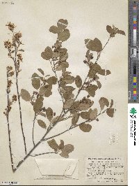 Amelanchier stolonifera image