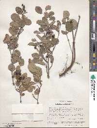 Amelanchier stolonifera image