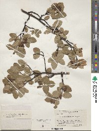 Amelanchier stolonifera image