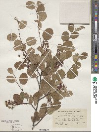 Amelanchier stolonifera image