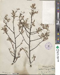 Amelanchier stolonifera image