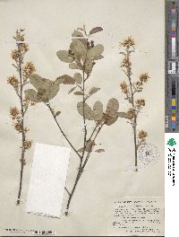 Amelanchier stolonifera image