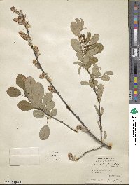 Amelanchier stolonifera image