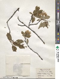 Amelanchier stolonifera image