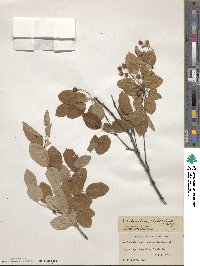 Amelanchier stolonifera image