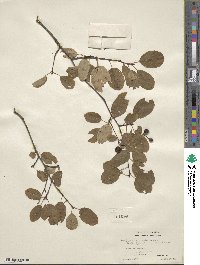 Amelanchier stolonifera image