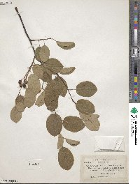 Amelanchier stolonifera image