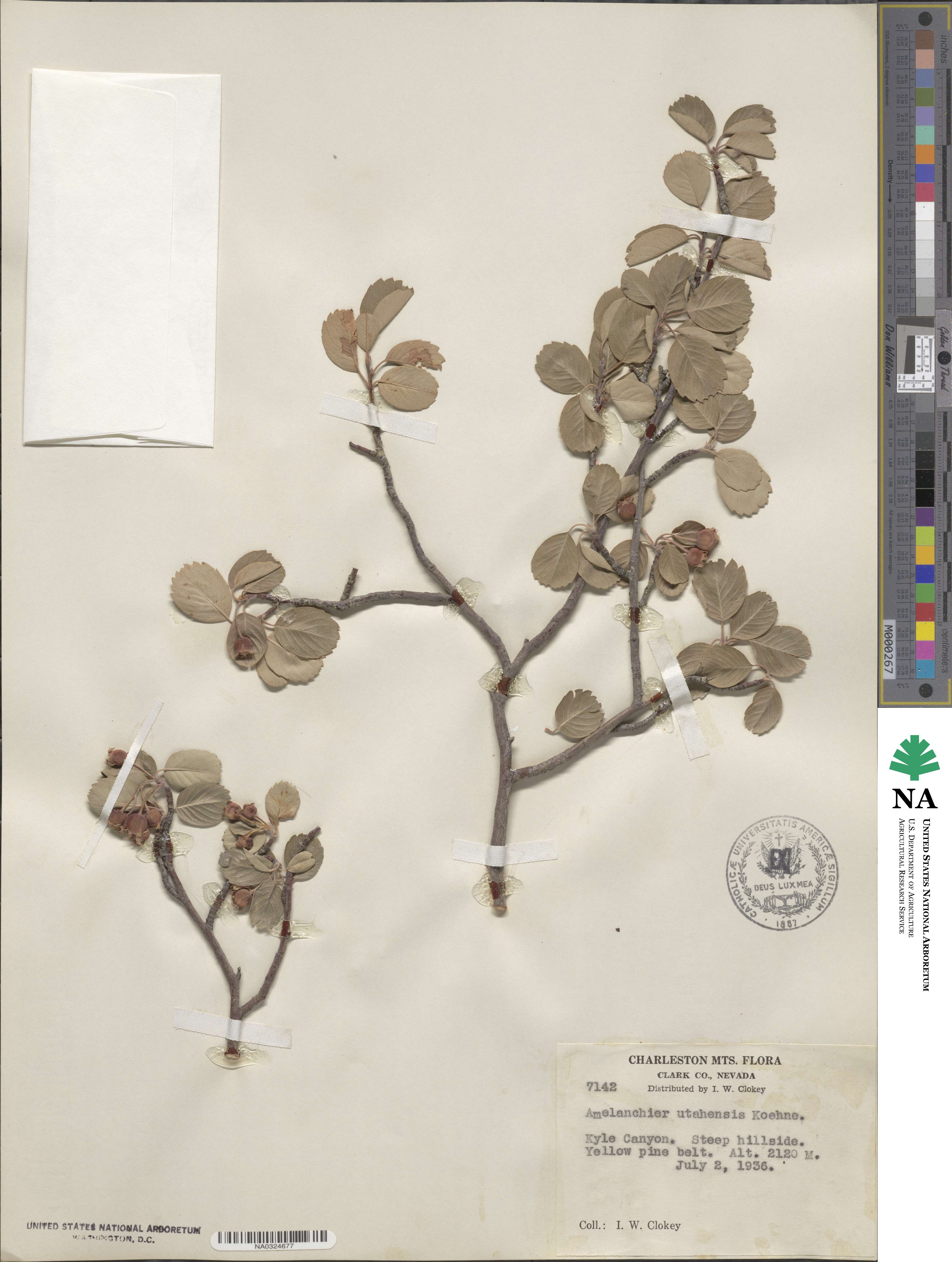 Amelanchier utahensis image